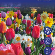 8718641999820 1 Rainbow Tones Collection Bulbs.jpg